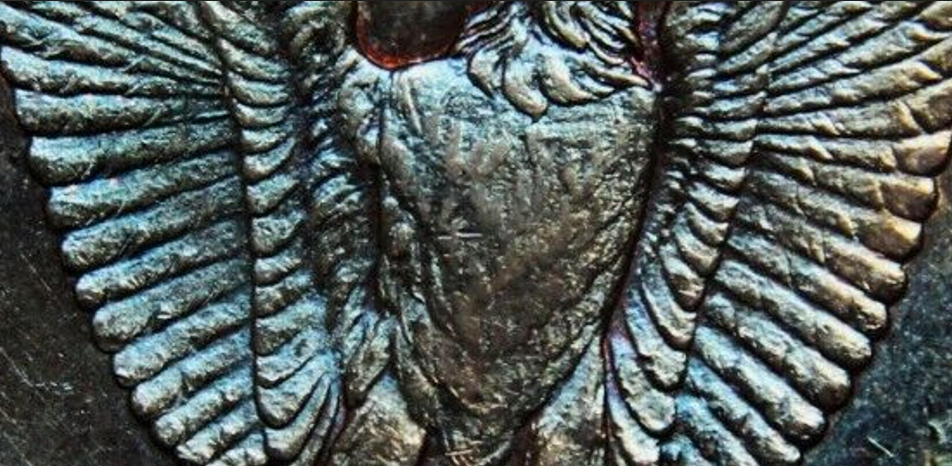 1884-S-$1-Morgan-Dollar-VAM-4-D